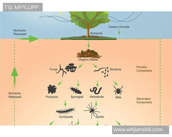 欧洲黄蜂与公牛蚁的生存竞争与生态适应之战 欧洲黄蜂与公牛蚁的生存竞争与生态适应之战